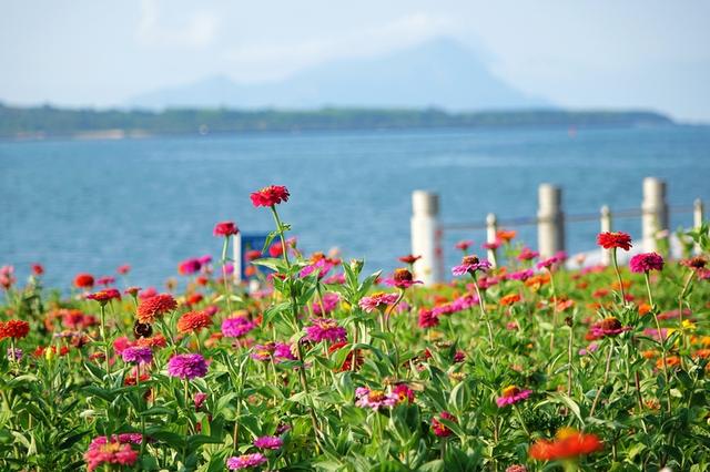 山东青岛盛夏繁花恣意绽放 海景相衬美不胜收