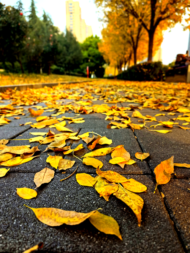 风一吹，索河路就成了金色的世界