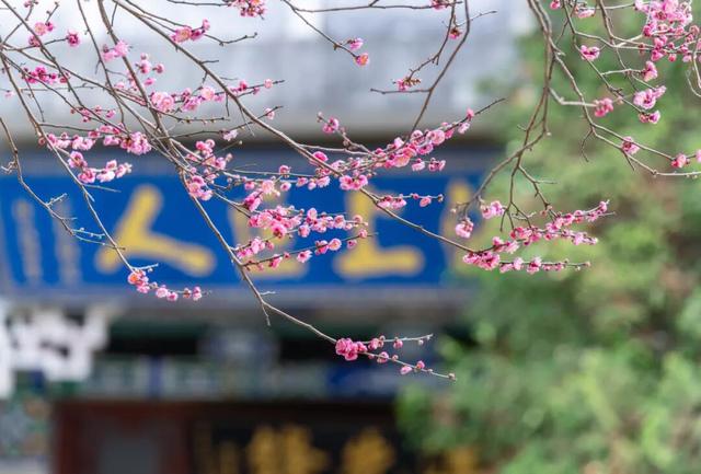 暗香浮动！晋宁郑和公园梅花凌寒绽放