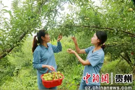 贵州习水：蜂糖李丰收采摘忙图片