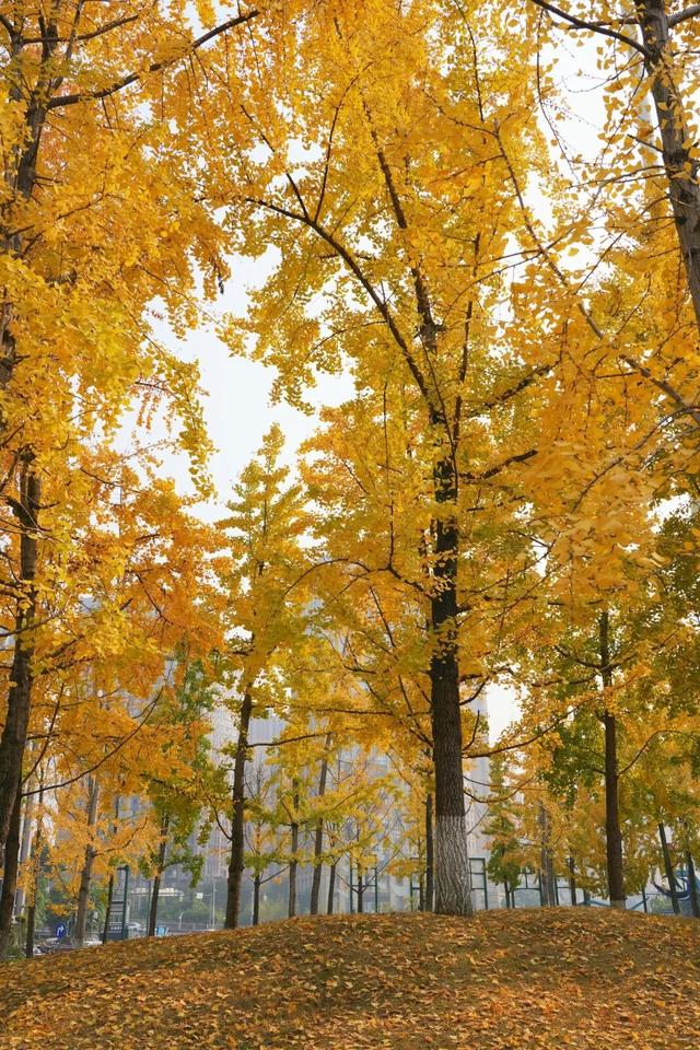 宜宾，含“金”量超高！