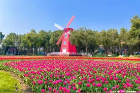 花卉“芯片”研发加速 国产郁金香成“春花”顶流图片