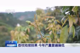 今年是荔枝“小年”？产量偏低的“罪魁祸首”是→图片