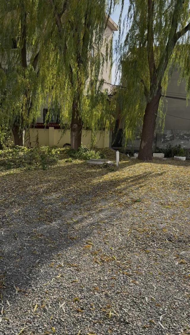 山西“狗咬人被摔死”命案调查：纠纷如何升级，“反杀”是否防卫过度？