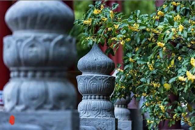 秦淮花事 | 秋日限定！在秦淮，与一场桂花雨不期而遇→