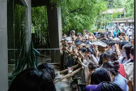 人从众！网红猴“小老费”引发游园热图片