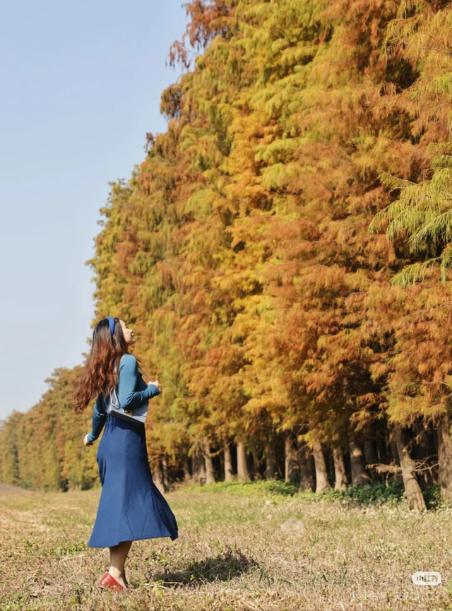 一眼心动的绝美“小森林”，在伦教找到了！