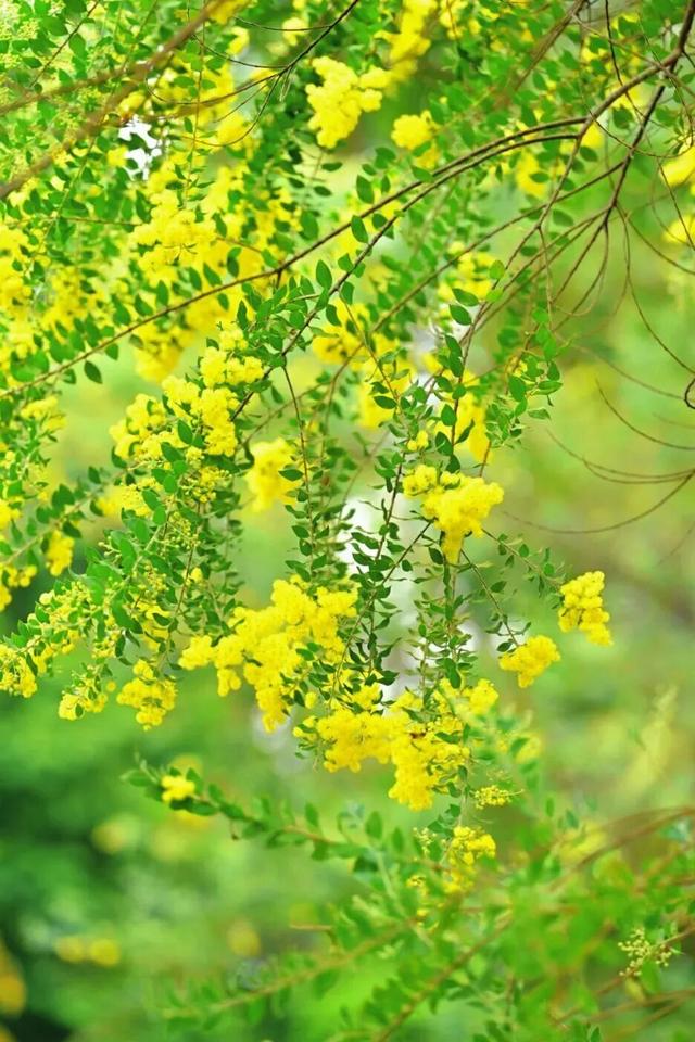 周末去打卡！南宁四大花海上线，20℃暖冬赏花攻略一键收藏！