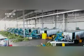 科技加持小玉米含“金”量十足 串起“黄金”大产业图片