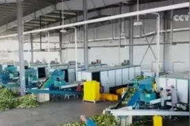 科技加持小玉米含“金”量十足 串起“黄金”大产业图片