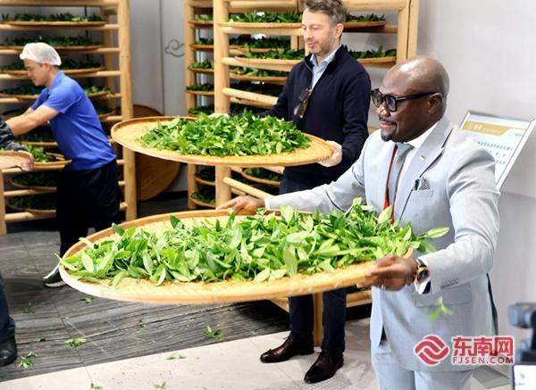 九国驻华使节聚武夷山 体验茶文化促国际交流