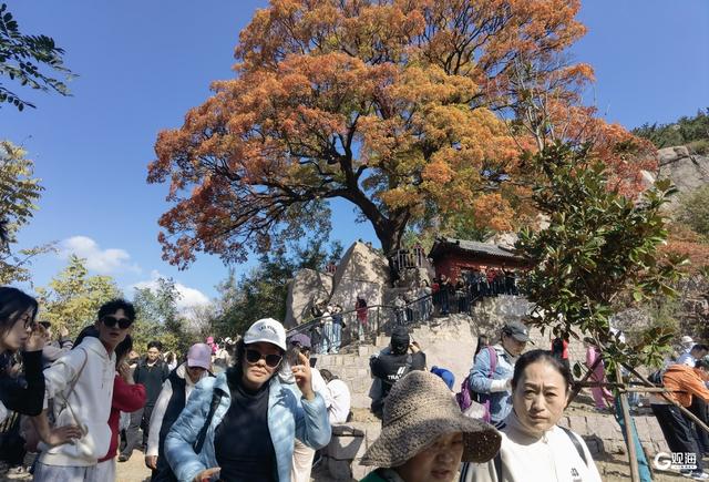 赏叶正当时！崂山这株古槭树走红