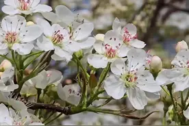 新疆库尔勒：梨花迎春开图片