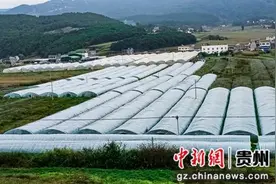 威宁自治县麻乍镇：小小贝贝南瓜 带来致富好前景图片