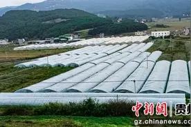 威宁自治县麻乍镇：小小贝贝南瓜 带来致富好前景图片