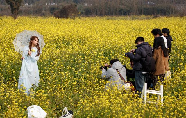 油菜花冬日“抢跑”，花海大片可以整起来了