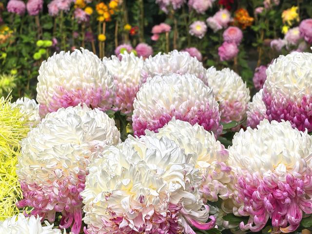 到红螺寺看室内菊花展：主打一个温暖清新