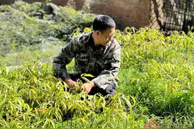 挽救保护珍稀濒危植物！云南这个小种质资源扩繁圃取得了大成效图片