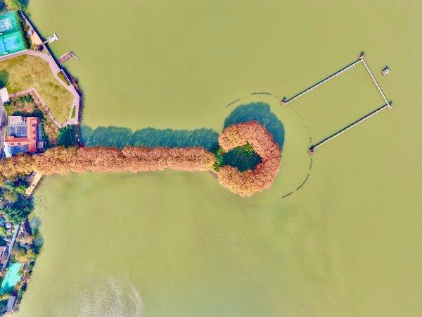 武汉东湖一地被金黄树木环绕形似“金钥匙”，吸引游客打卡，带动周边商业热度