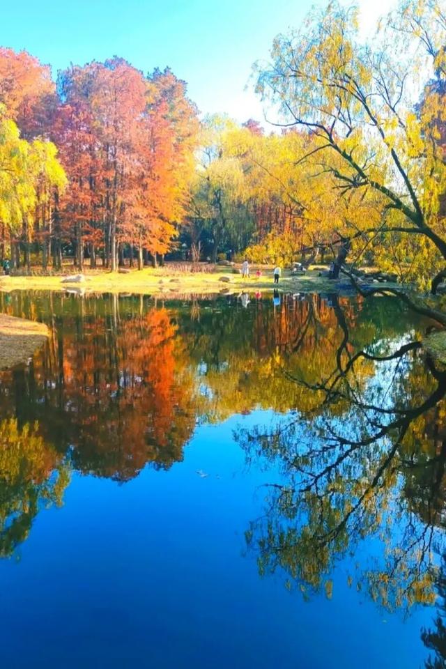 魔都顶流公园免费逛！“莫奈花园”秋色上新→