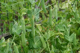 时令美食吃点啥？可别错过TA了！图片