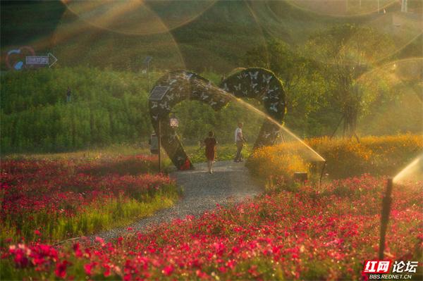 怀化版“莫奈花园”上线！湖天小游园承包整个秋天的浪漫