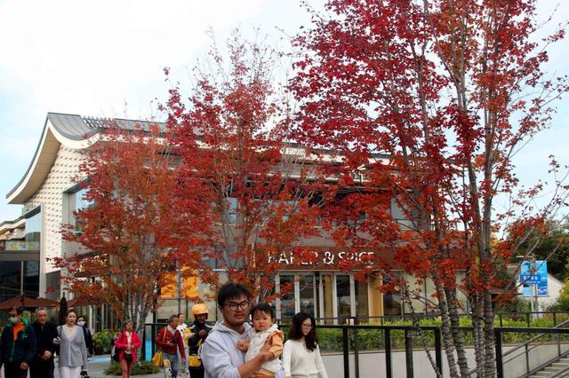 江苏苏州：初冬叶绯红，游客醉美景
