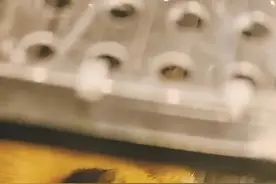 “陪”吃饭？厦门明发商业广场一餐厅饲养狐狸引热议！顾客“新奇又害怕”，官方提醒……图片