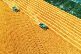 2024年焦作粮食单产全省第一 高出全省平均值21.01%图片