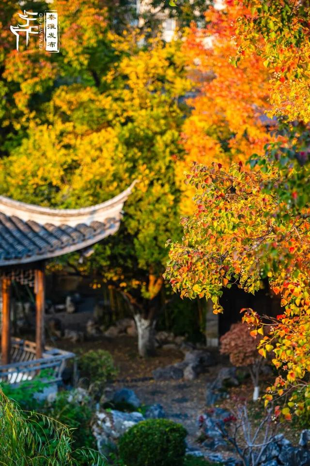 秦淮花事｜乌桕斑斓，半城秋色入画来