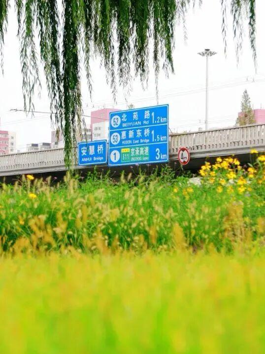 “桥”见繁花！朝阳“浪漫”盛放！