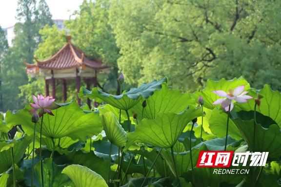 组图 | 衡阳：夏日赏荷正当时
