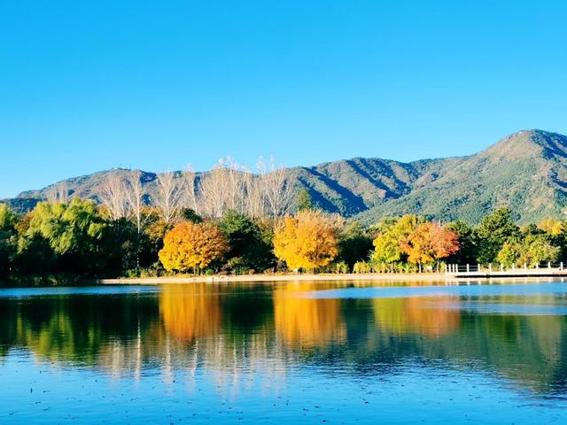 银杏抖落金箔，枫叶浸了酒红！国家植物园赏秋最佳时