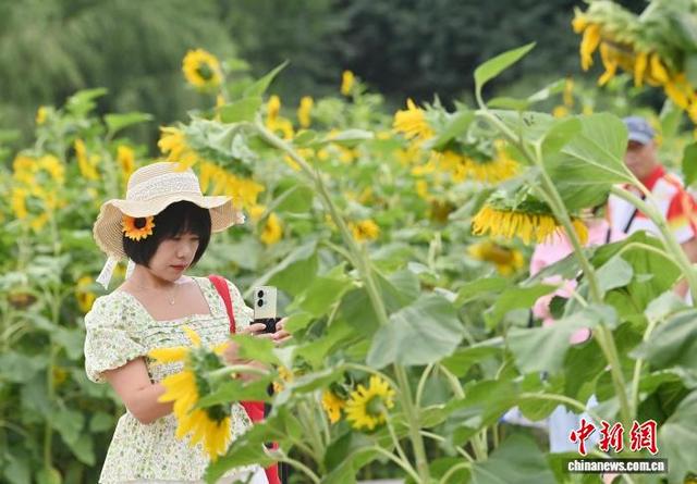 吉林长春：向日葵盛开吸引游客