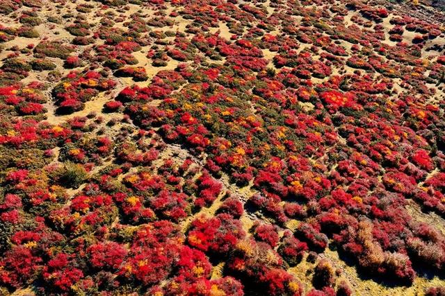 这些地方的红叶，为什么还不红？
