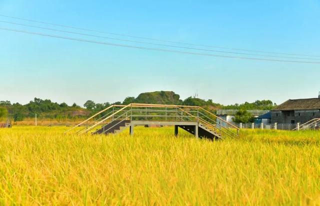 “稻”这里打卡包出片！秋日好去处，南宁版“稻香”唯美上线