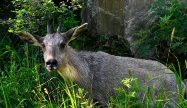来忻州，遇见五台山的N种美……