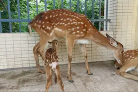 公安县野生动物救护中心梅花鹿家族喜添新丁图片