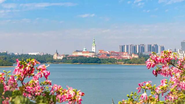最美松湖｜秋冬花界“天花板”，快来这些地方赏异木棉