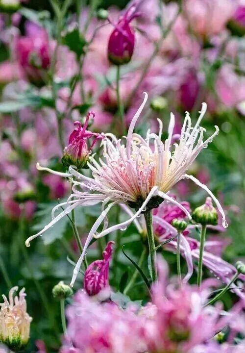 乐山这里的菊花即将迎来盛花期，足足有50多种，约吗？