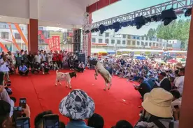 安徽临泉山羊美食文化节开幕图片
