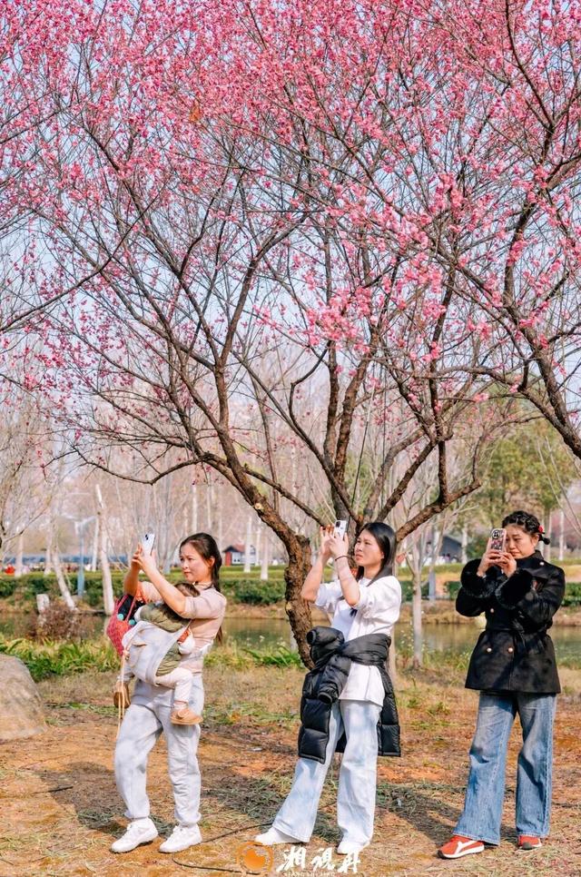 央视用4分钟报道了洋湖的梅花！到底美在哪？