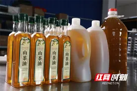 新田：山茶油飘香迎丰收图片