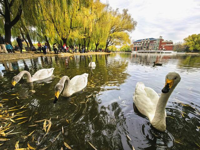 闯入秋日油画！紫玉公园红树林的天鹅舞会正在上演