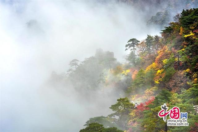 黄山：层林尽染 一幅幅醉美秋色画卷(图)
