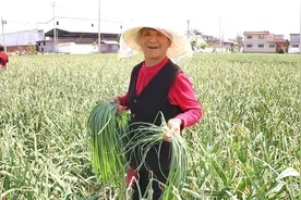 曲阜书院：方家村蒜薹喜获丰收 外地采购商开秤收购图片