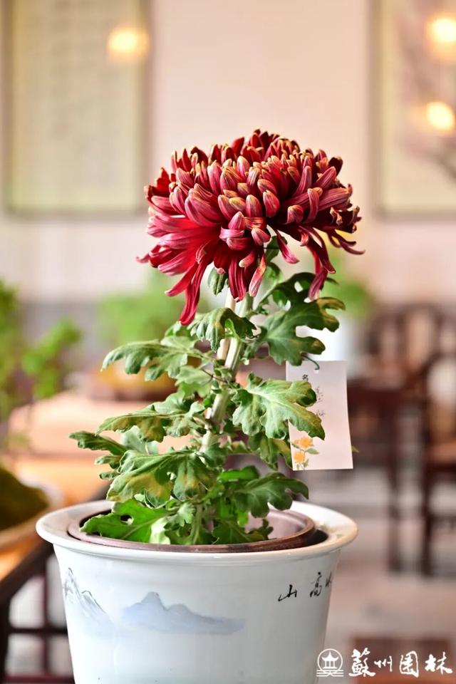 苏州的秋天，给你点“颜色”看看！