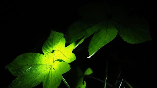 上海夏夜专属福利！这些地方能邂逅萤火虫与“夜精灵”的狂欢