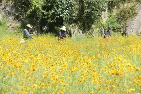【粤黔协作.穗毕同心】纳雍县：“芳香”李子村 “颜质”俱佳图片