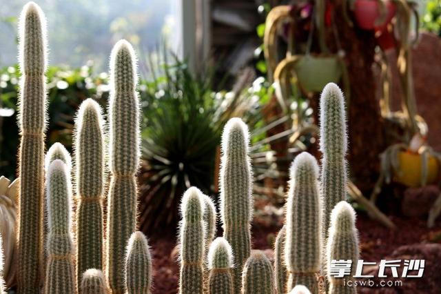 寒冬腊月依然根壮叶绿，省植物园沙生王国邀你来打卡｜组图